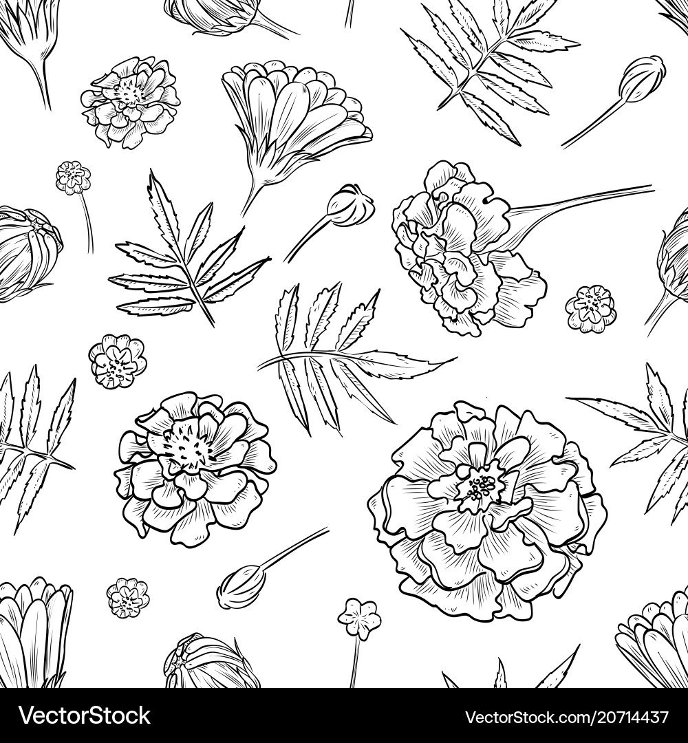 Marigold Floral Pattern vector image