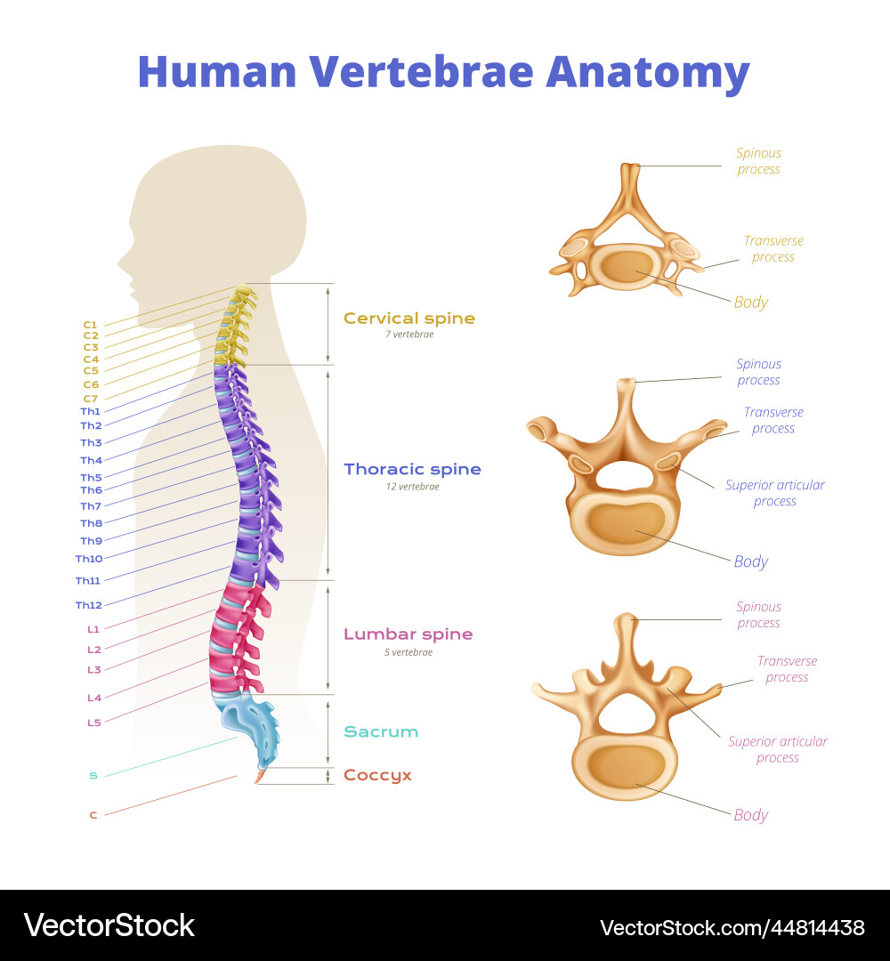 Human vertebrae anatomy infographics Human vertebrae anatomy infographics vector image