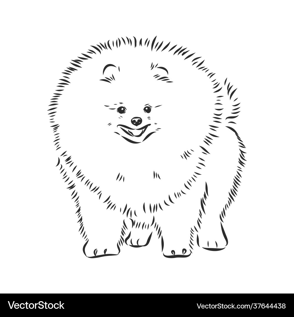 Pomeranian dog hand drawn sketch purebred lap Vector Image