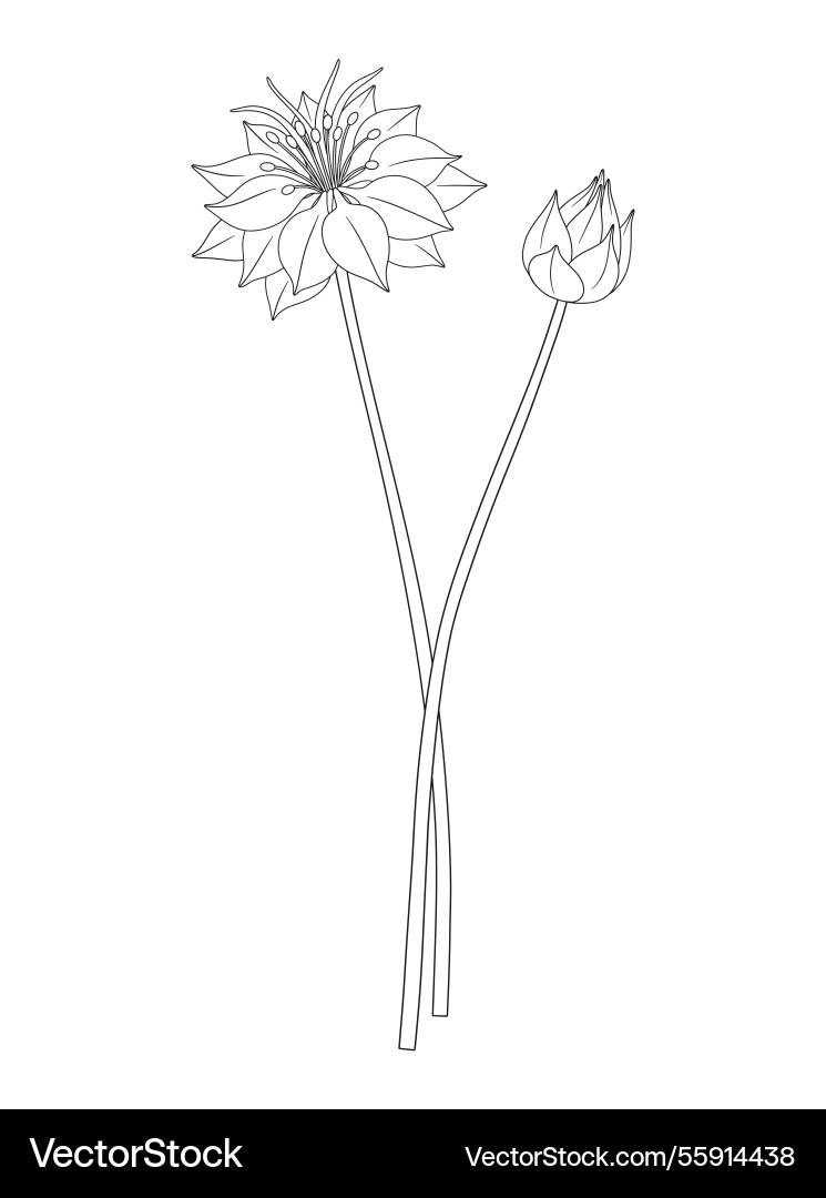 Wildflower bouquet line art style Wildflower bouquet line art style vector image