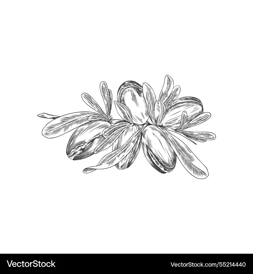 Argan tree branch with leaves and nuts engraved Argan tree branch with leaves and nuts engraved vector image