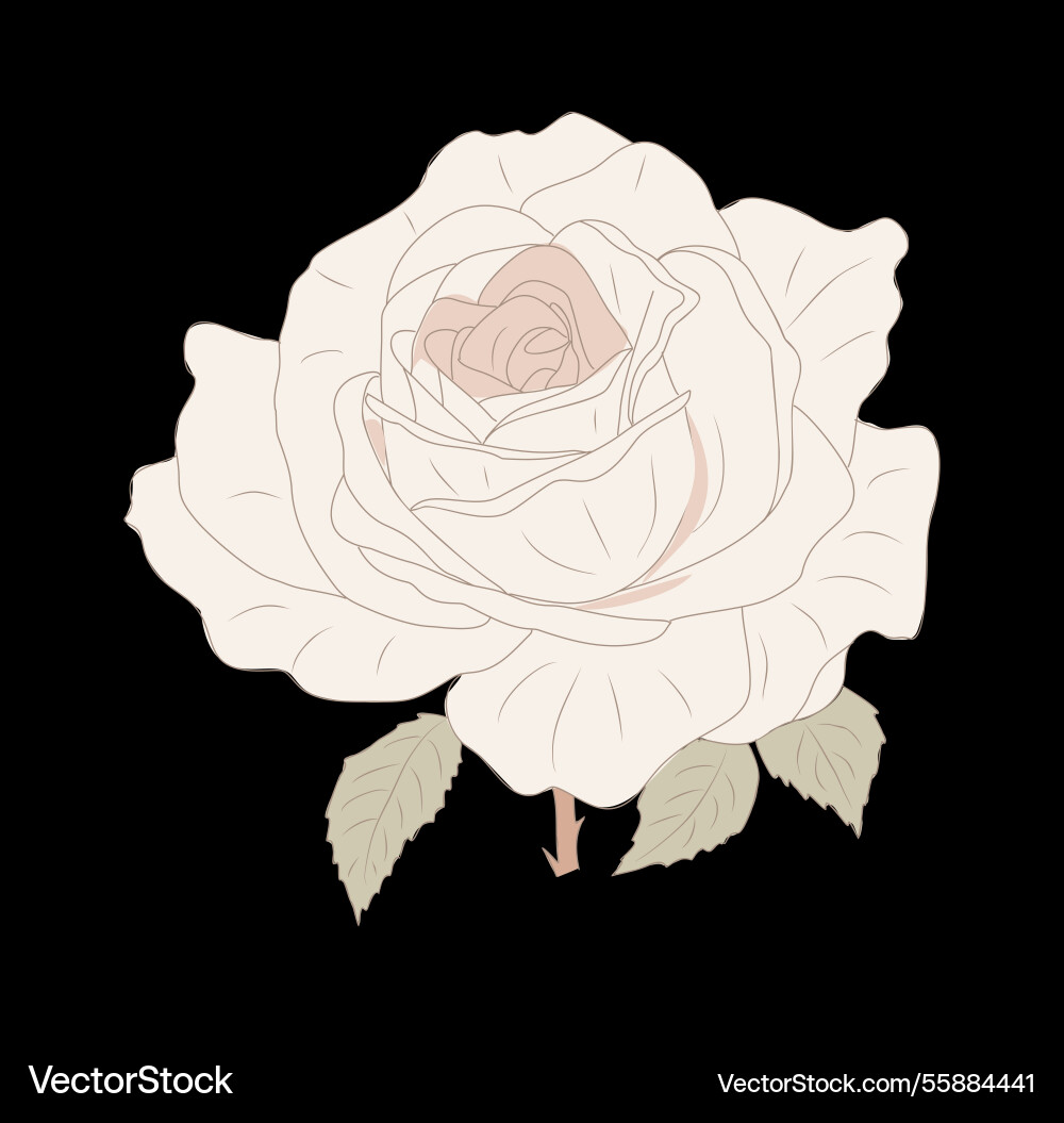 A cream rose with green leaves on black background A cream rose with green leaves on black background vector image