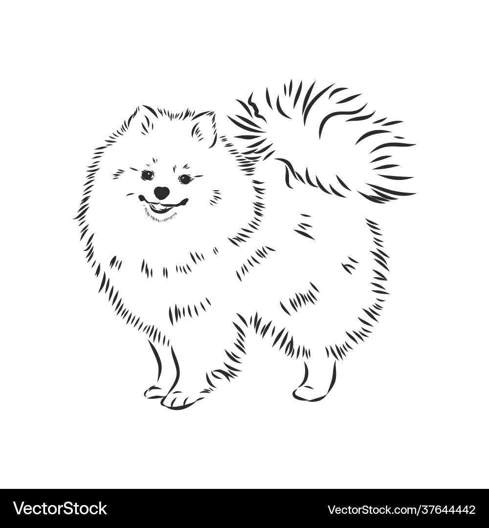 Pomeranian dog hand drawn sketch purebred lap Pomeranian dog hand drawn sketch purebred lap vector image