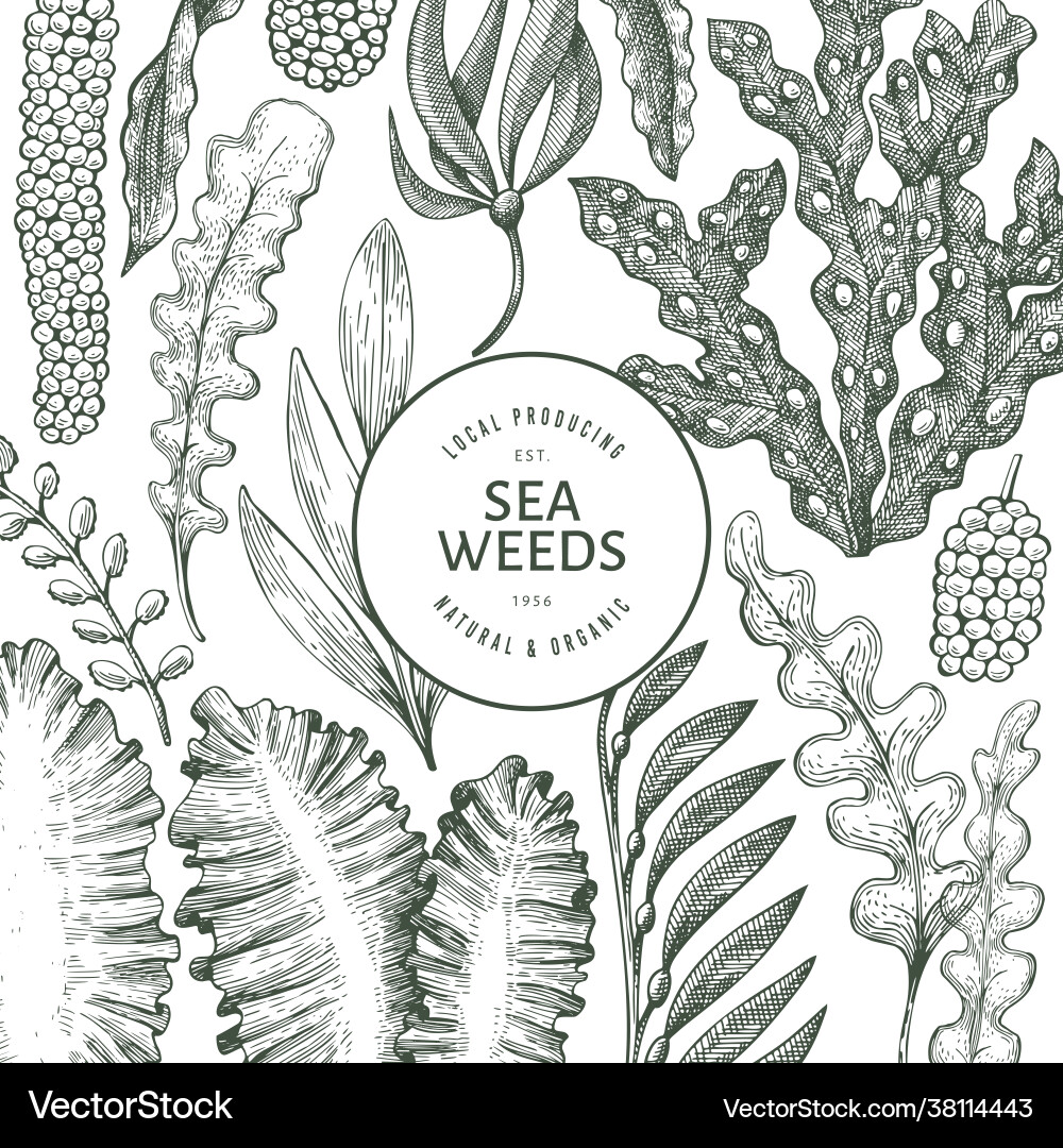 Seaweed design template hand drawn seaweeds Vector Image