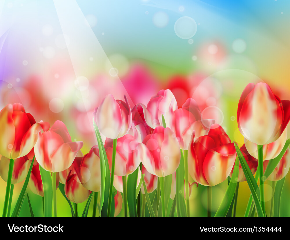 Red tulip with bokeh eps 10 Vector Image