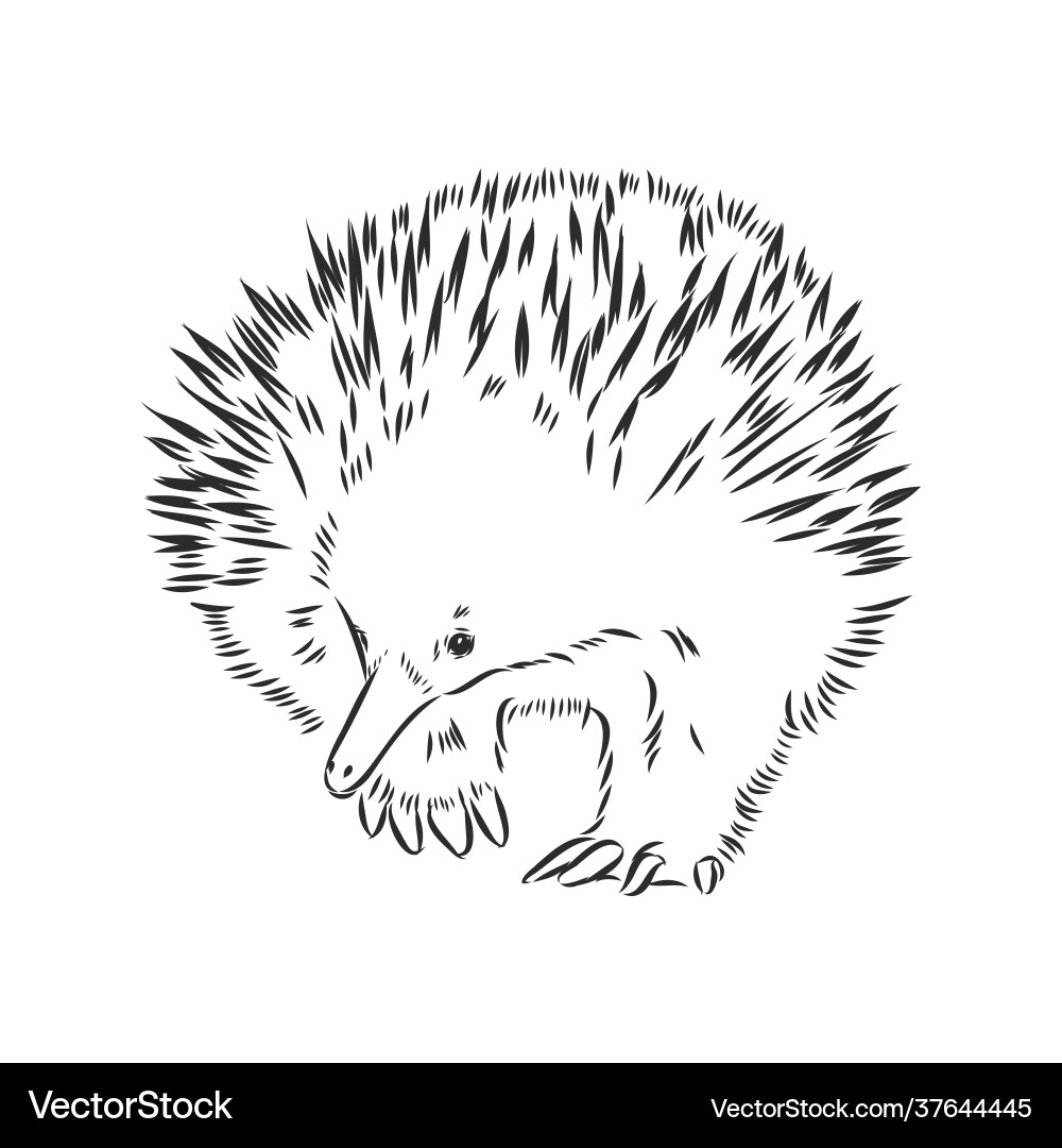 Echidna drawing engraving ink line art Echidna drawing engraving ink line art vector image