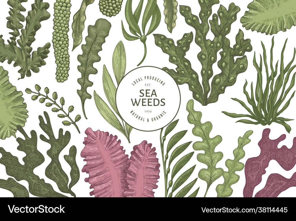 Seaweed design template hand drawn seaweeds Vector Image