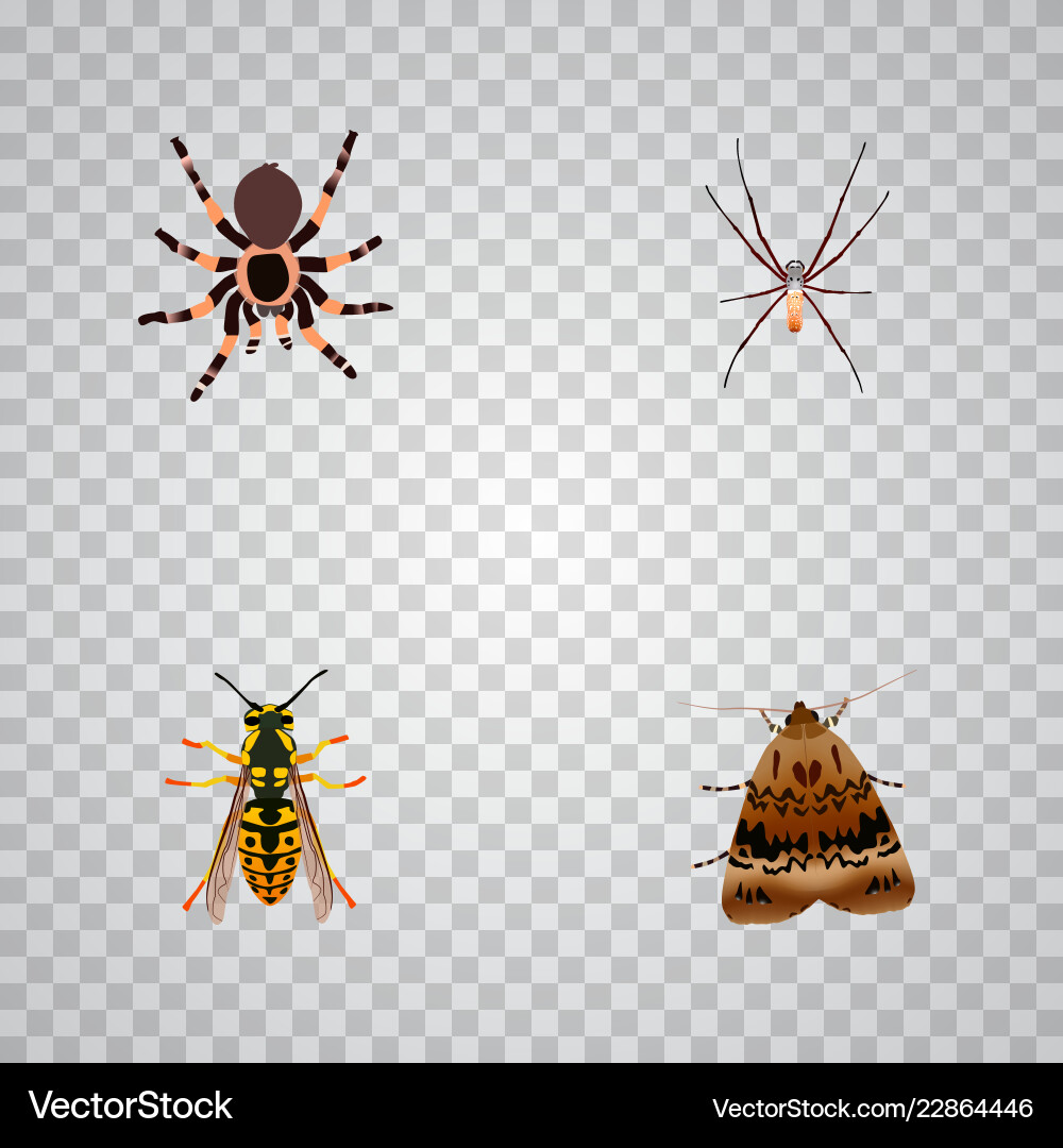 Set of insect realistic symbols with arachnid Set of insect realistic symbols with arachnid vector image