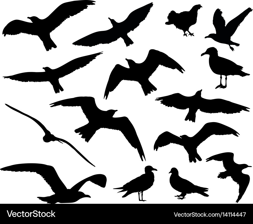 Birds Silhouettes Collection - 15 Individual Forms Vector Image