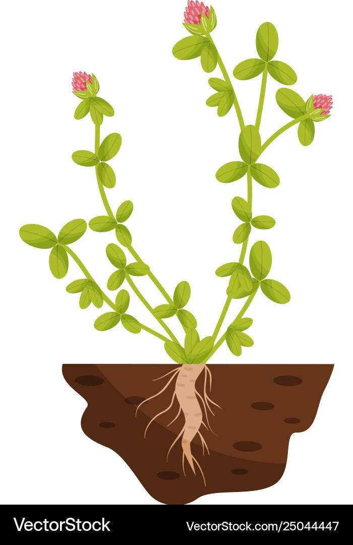 Plant with small leaves pink fluffy flowers Plant with small leaves pink fluffy flowers vector image