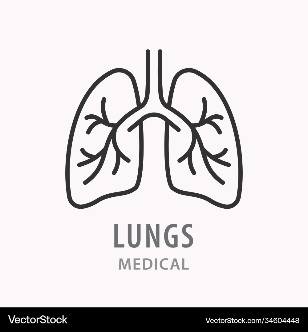Human lungs line icon on white background Human lungs line icon on white background vector image