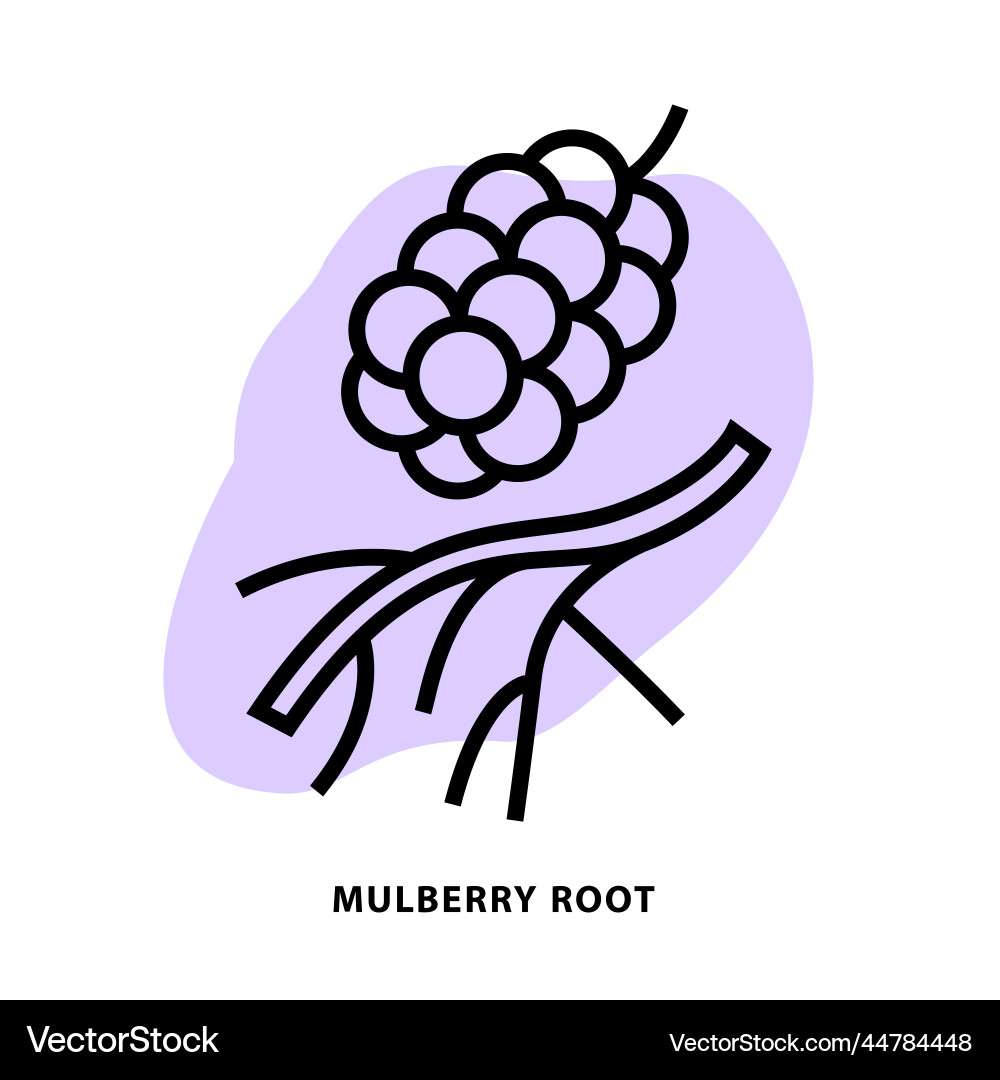 Mulberry root linear icon design for application Mulberry root linear icon design for application vector image