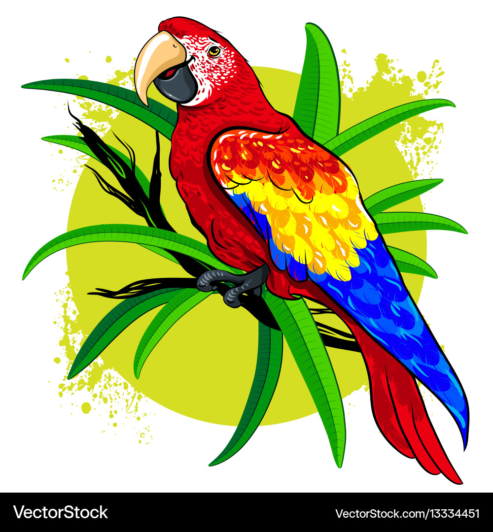 Drawing of a large bright colored parrot Vector Image