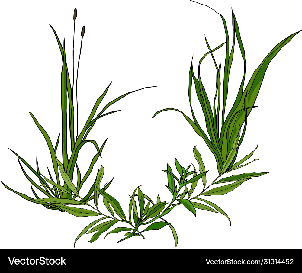 Forest grass is a card design element Vector Image