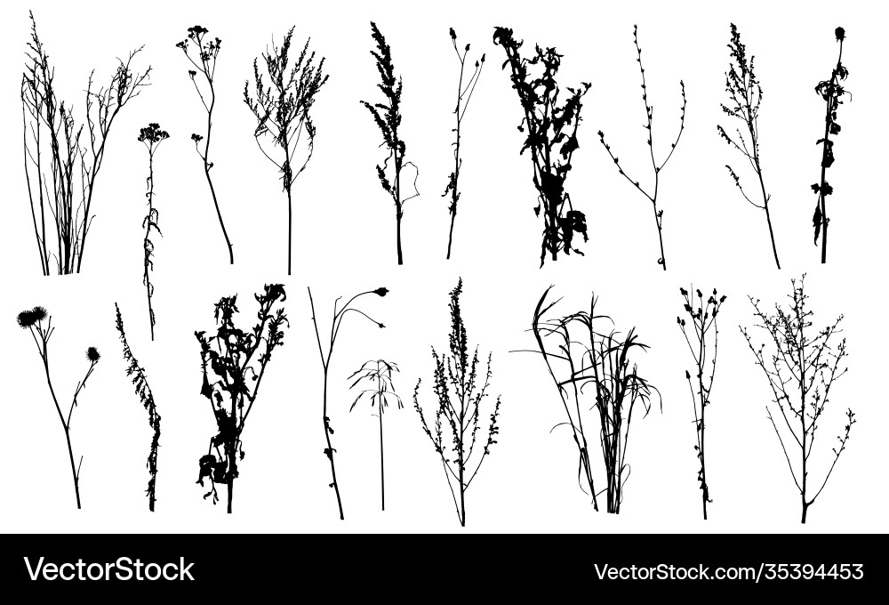 Set Silhouetten verschiedene Pflanzen und Unkräuter Set Silhouetten verschiedene Pflanzen und Unkräuter vektorbild