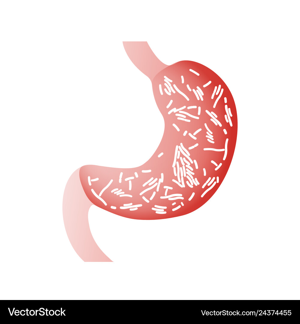 Lactobacillus probiotics Vektorbild