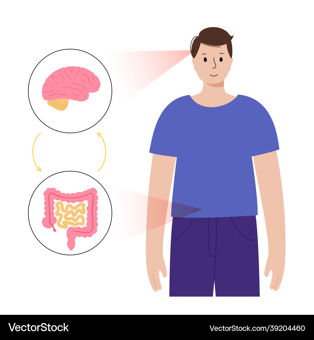 Gut-Brain Axis Connection Vector Image