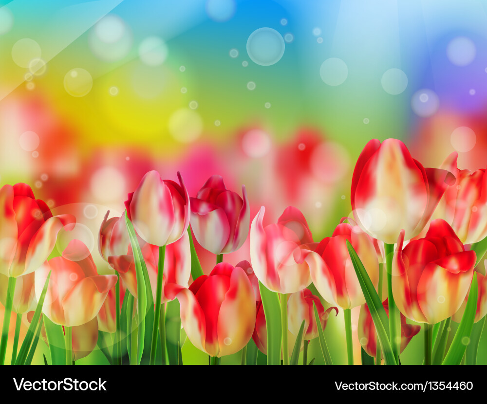 Red tulip with bokeh eps 10 vector image