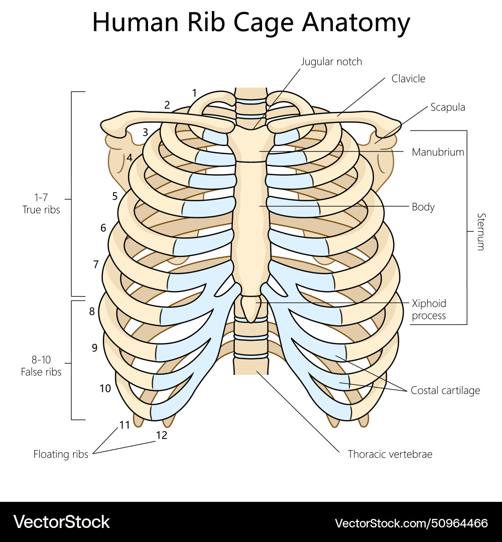 Human rib cage anatomy structure diagram medical Vector Image Biology Diagrams