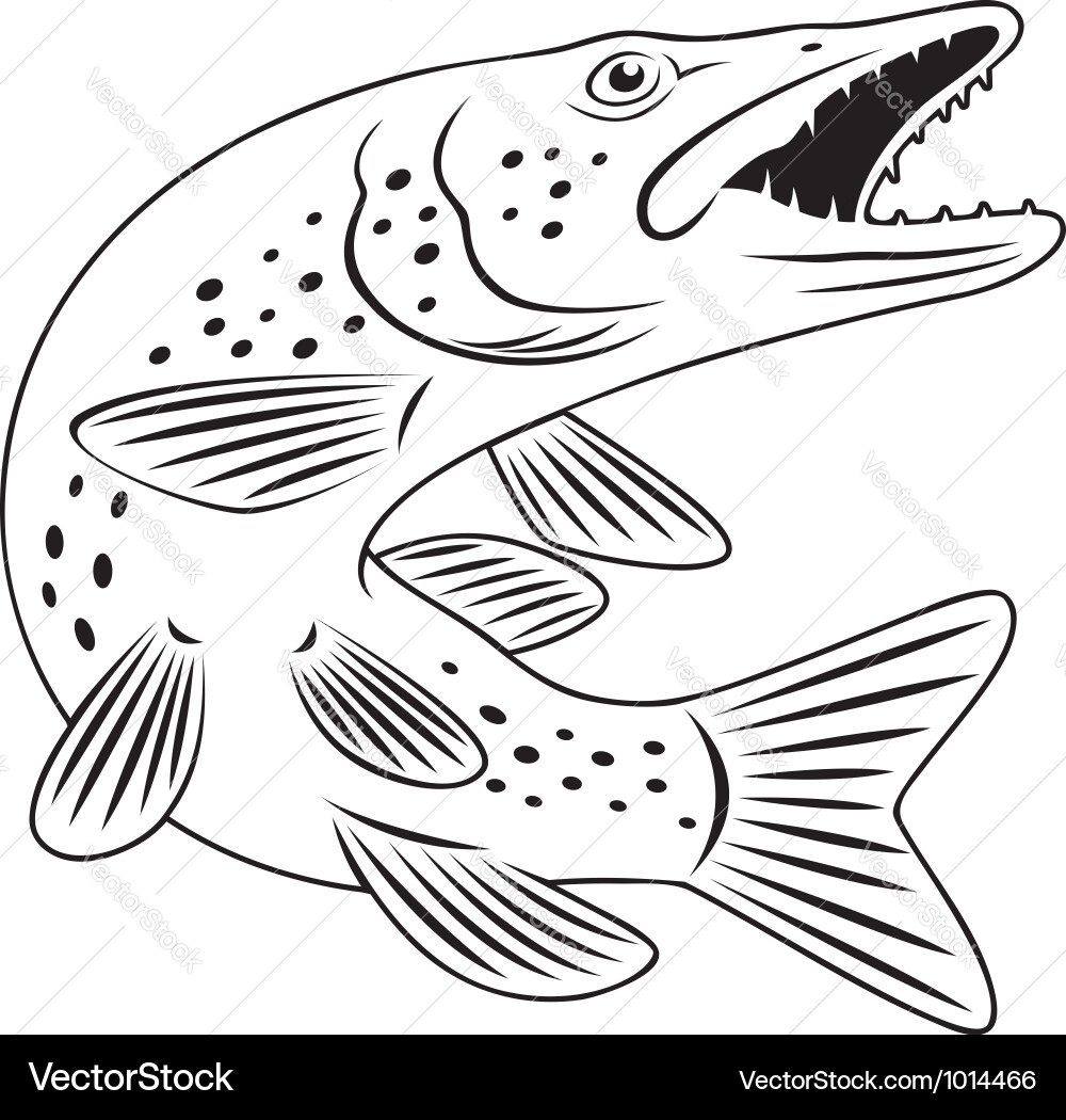 Pike Fish Predator Vector Image