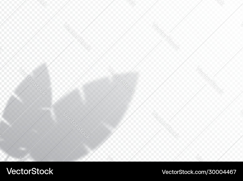 Shadow effects with banana palm leaves in corner Vector Image