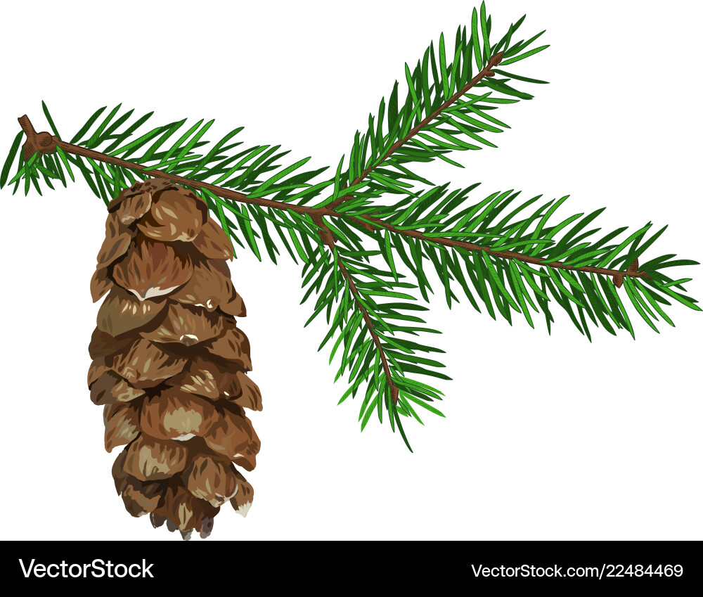 Fir tree branch with cone isolated on white Fir tree branch with cone isolated on white vector image