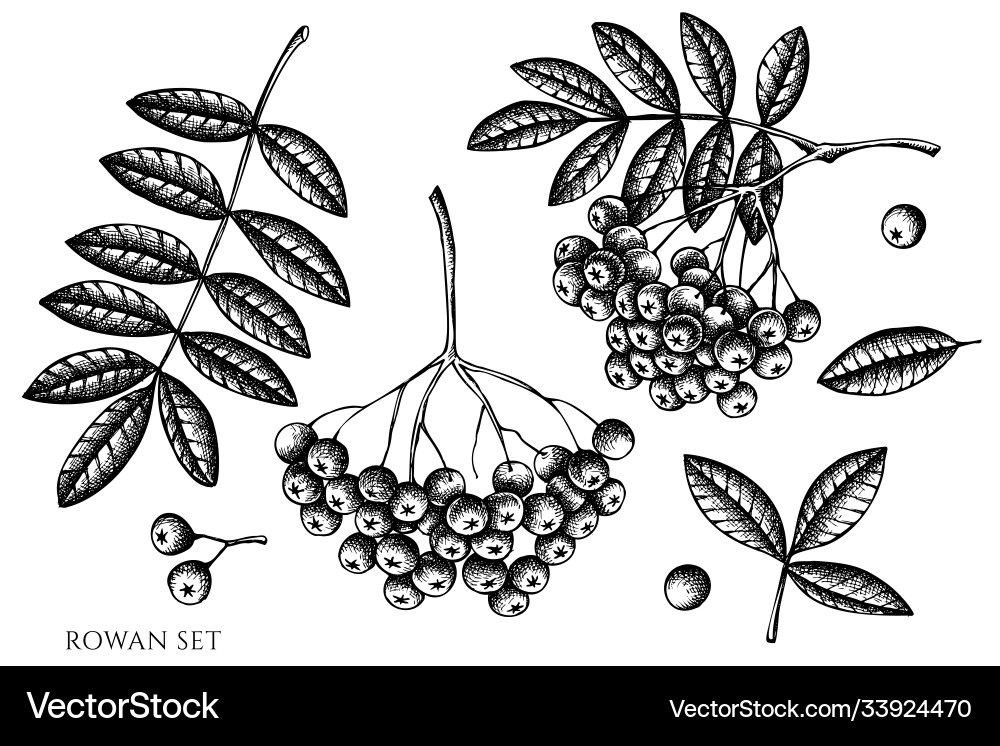 Set hand drawn black and white rowan