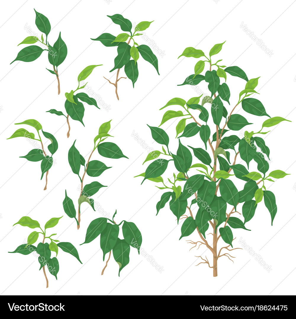 Green ficus branches Royalty Free Vector Image