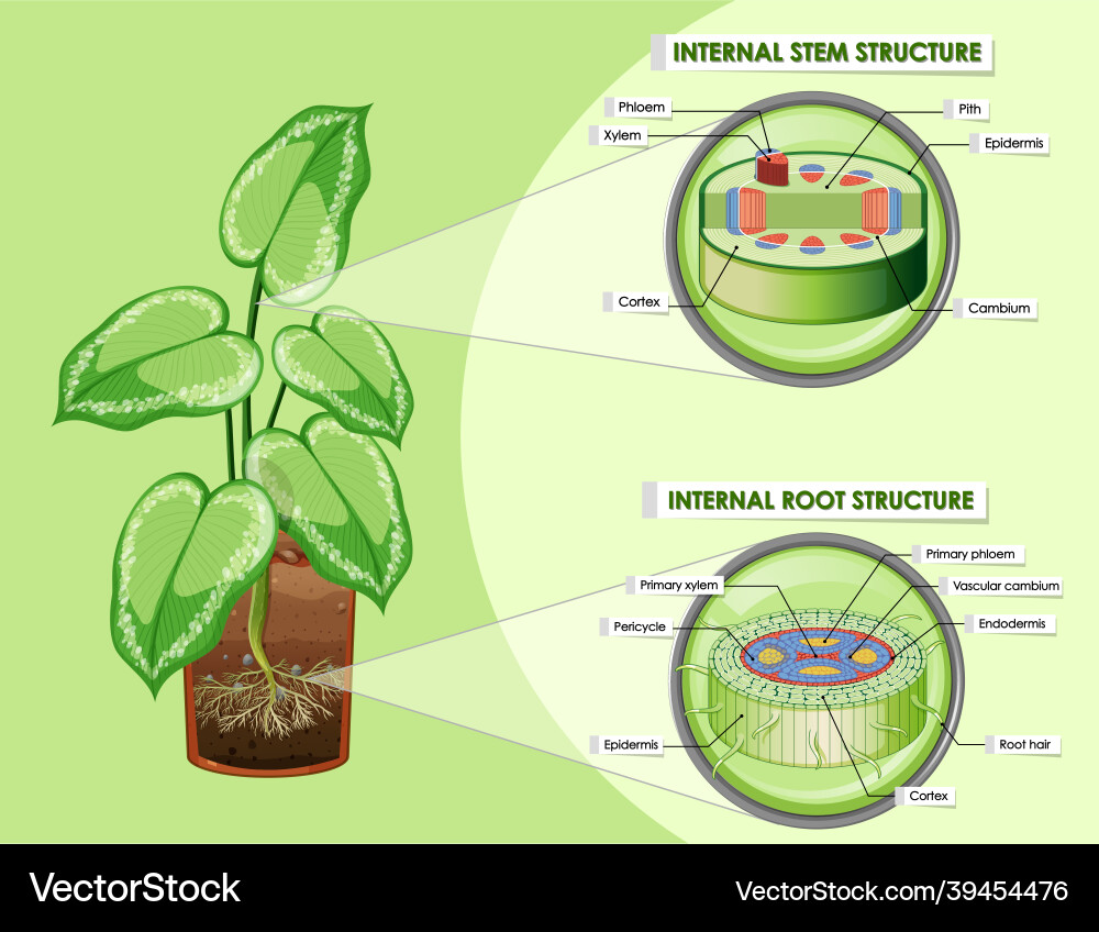 Diagram showing stem and root structure vector image