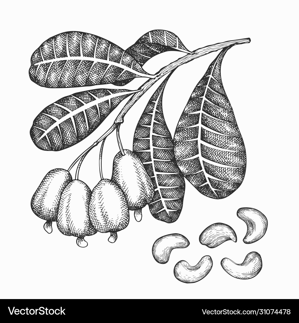 Hand drawn sketch cashew branch organic food vector image