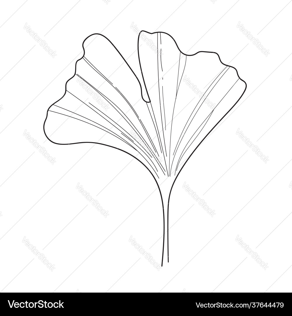 Ginkgo leaf vector image