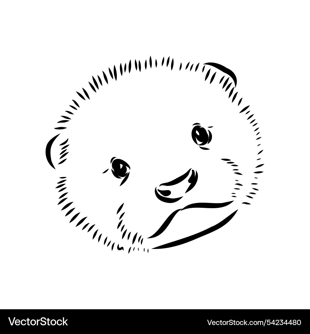 Asiatische Otter aonyx cinerea oder orientalisch Asiatische Otter aonyx cinerea oder orientalisch vektorbild