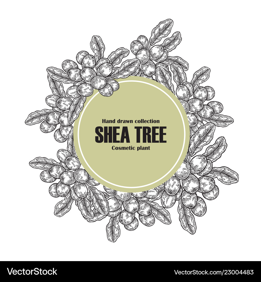 Background template with shea tree branch nuts Background template with shea tree branch nuts Vector Image