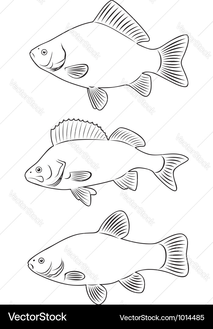 Common Carp - Freshwater Fish Vector Image