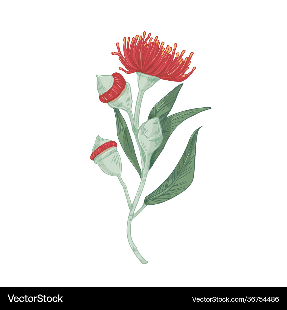 Realistic blooming red flower eucalyptus tree Realistic blooming red flower eucalyptus tree vector image