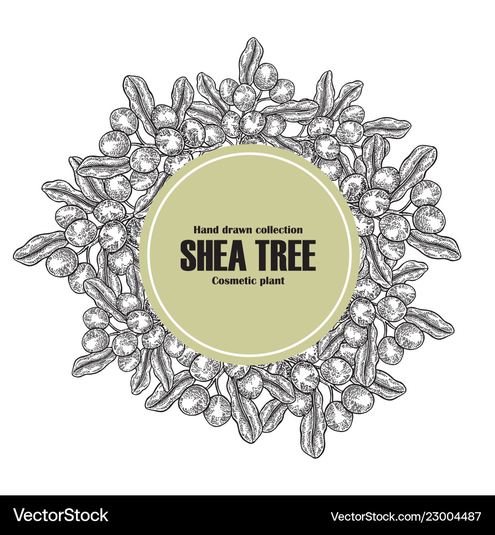Background template with shea tree branch nuts Background template with shea tree branch nuts Vector Image