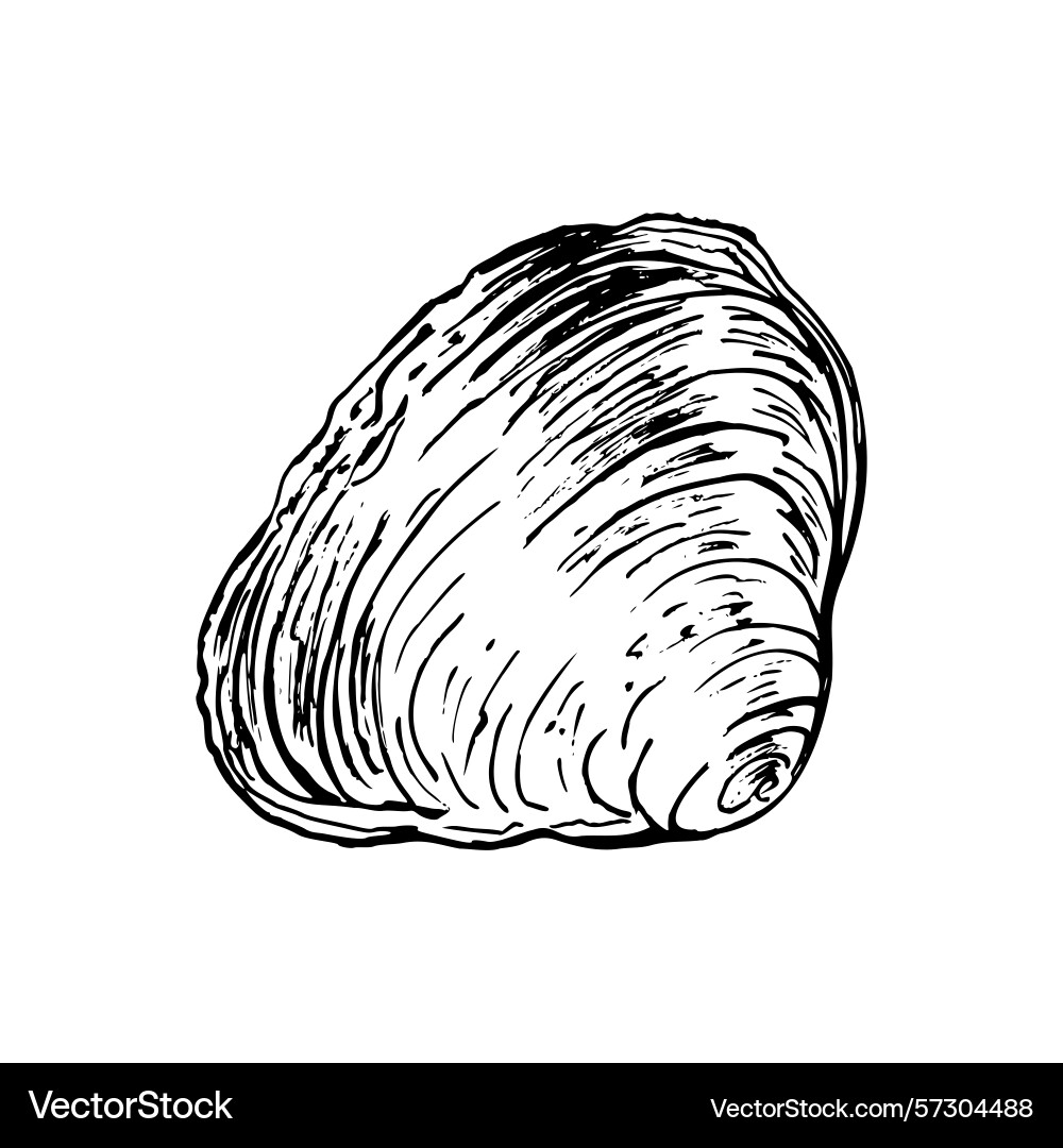 A single textured seashell with swirling patterns Vector Image