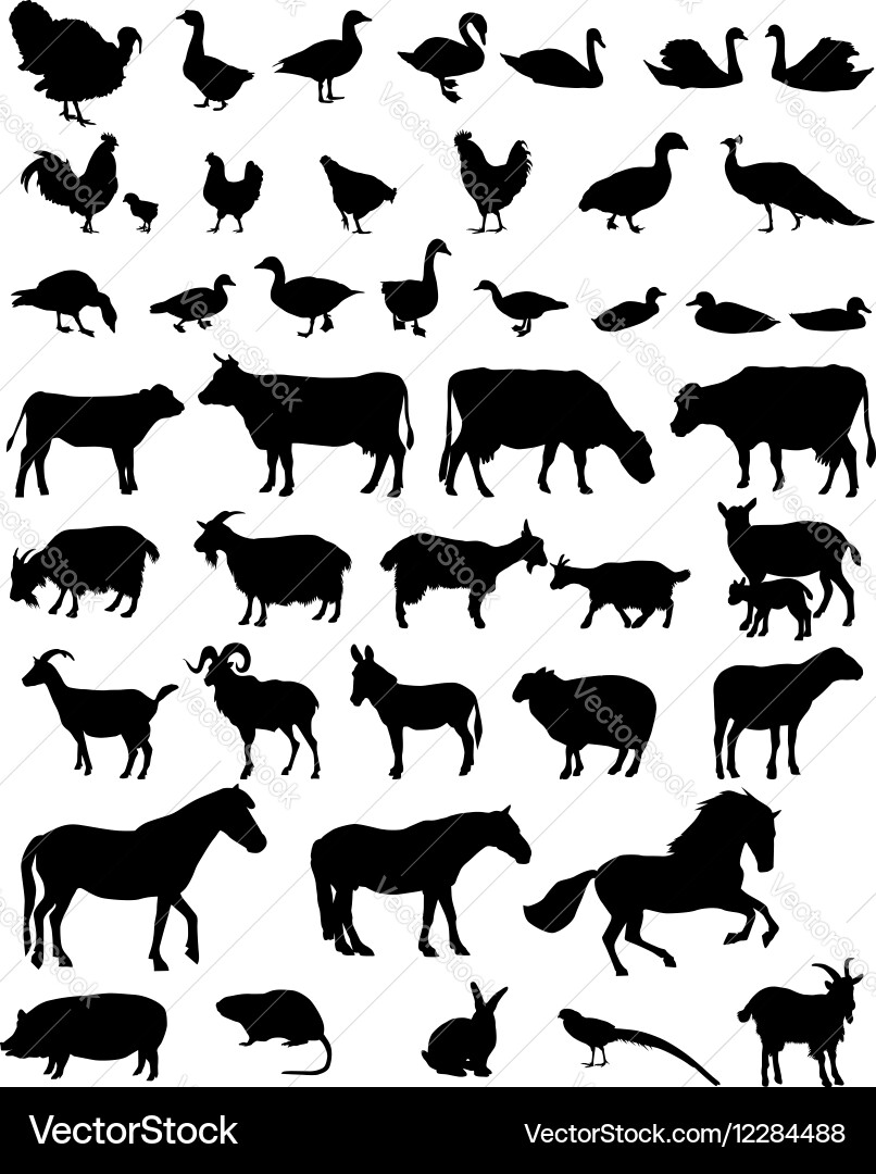 Domestic Animal Silhouettes Vector Image