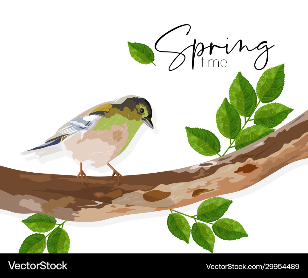 Spring time swallow bird sitting on a tree branch Spring time swallow bird sitting on a tree branch vector image