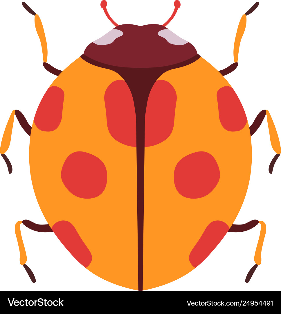 Ladybug beetle insect bug top view flat Ladybug beetle insect bug top view flat vector image