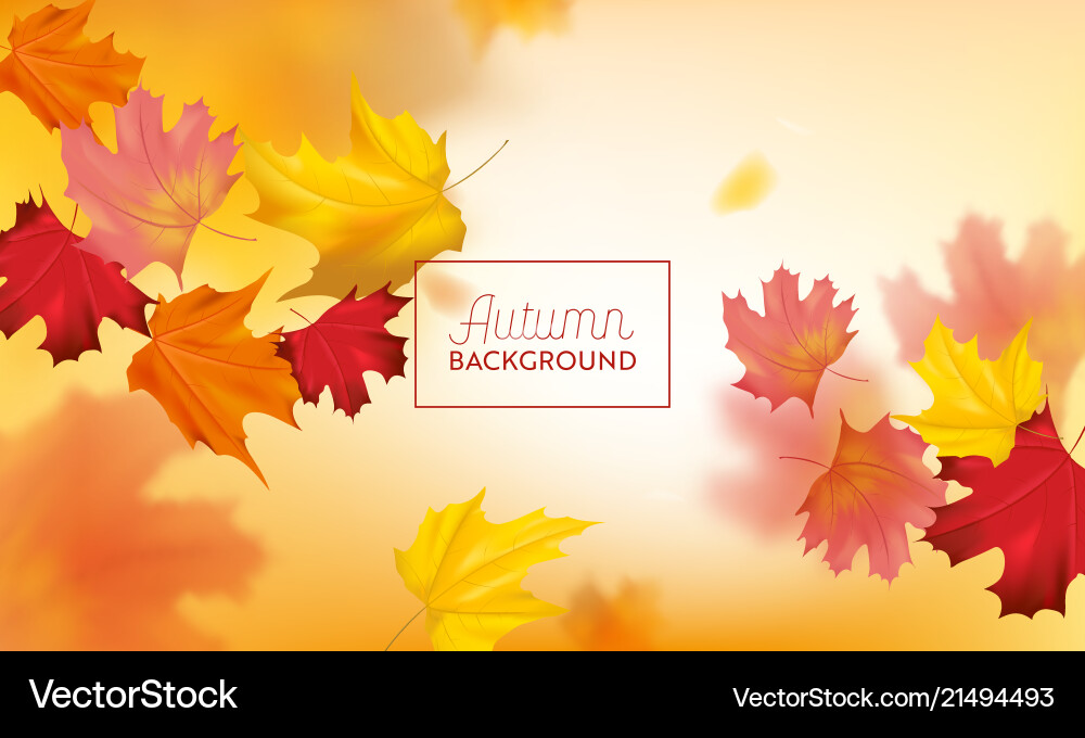 Autumn background with red and yellow maple leaves Autumn background with red and yellow maple leaves vector image