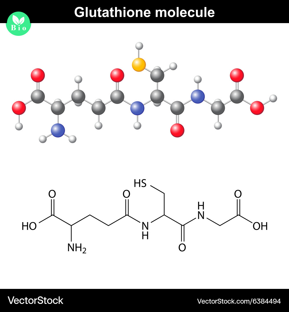 glutathione molecule structure Glutathione, gsh, c10h17n3o6s molecule. it is an important antioxidant  canvas prints for the wall • canvas prints vector, illustration, molecular main image 1