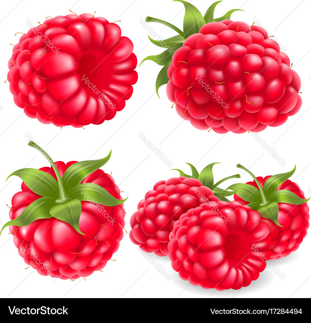 Raspberry Fruit Set vector image