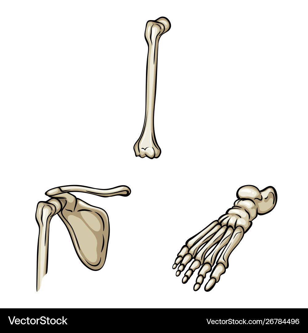 Design bone and skeleton symbol set Design bone and skeleton symbol set vector image