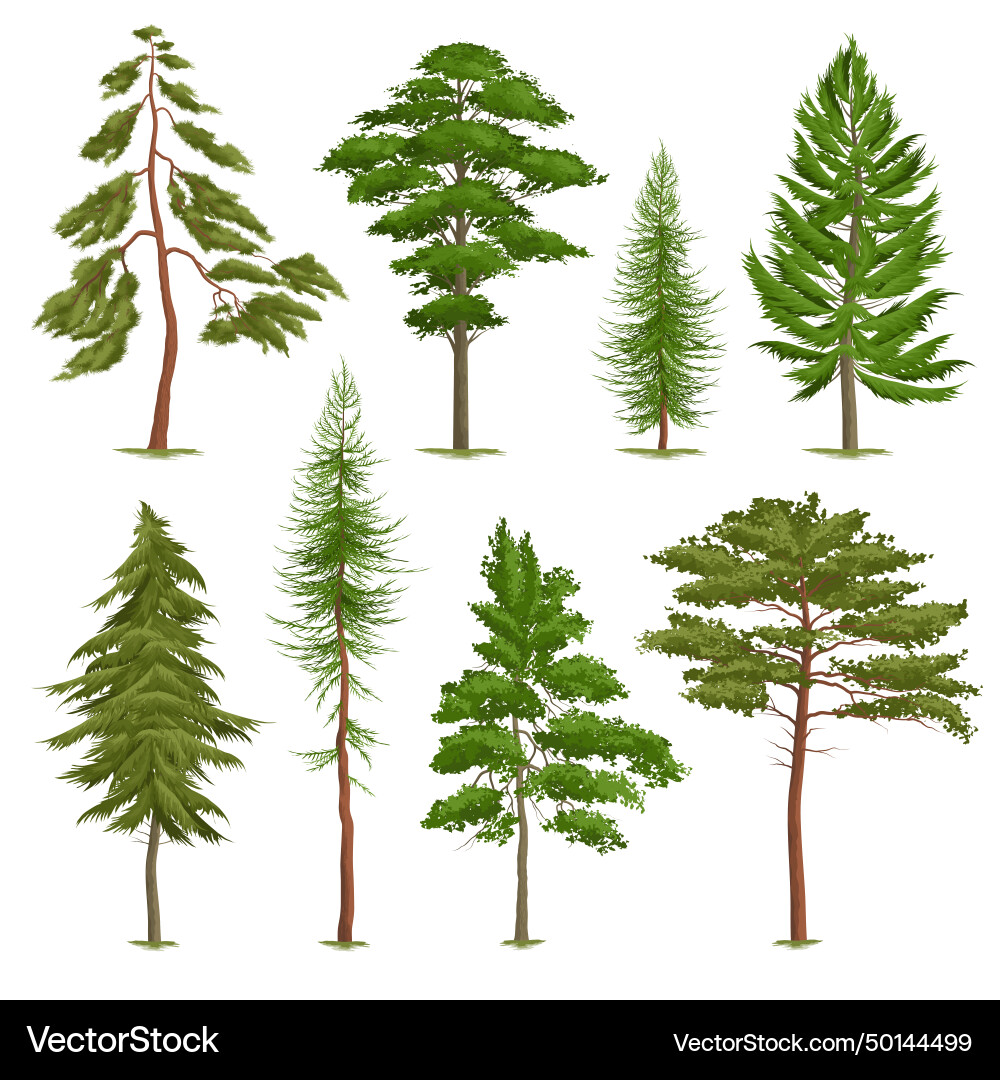 Set of realistic pine trees various type Set of realistic pine trees various type vector image
