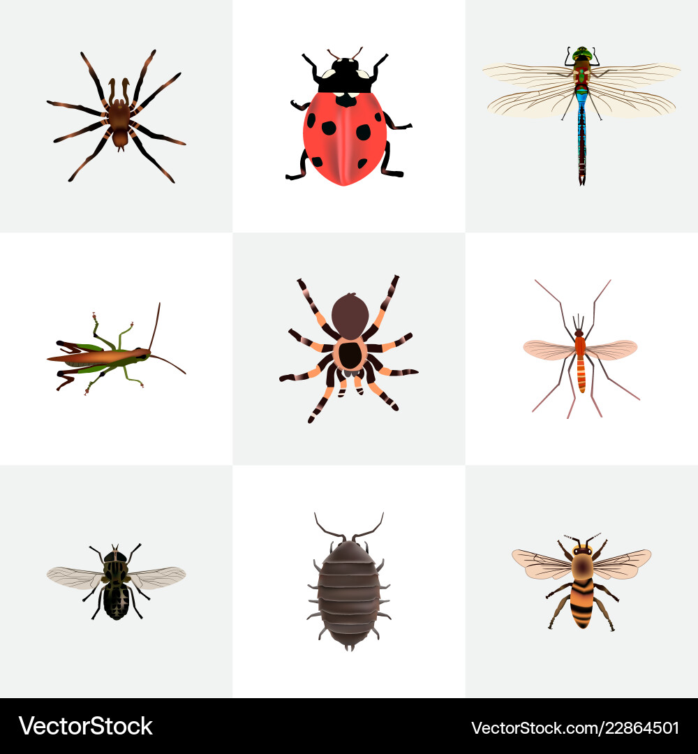Set of bug realistic symbols with black widow Set of bug realistic symbols with black widow vector image