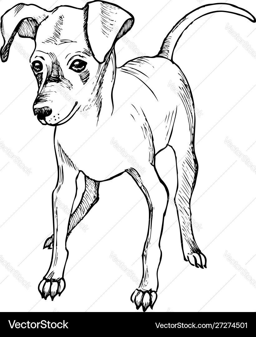 Toy terrier sketch isolated on white background Vector Image