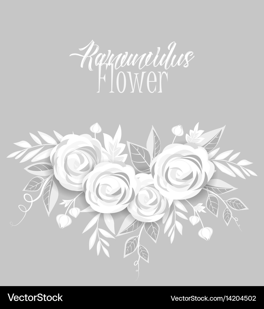 Vector Ranunculus Ranunculus flower Royalty Free Vector Image - VectorStock