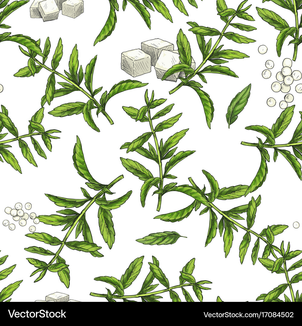 Stevia seamless botanical pattern Vector Image
