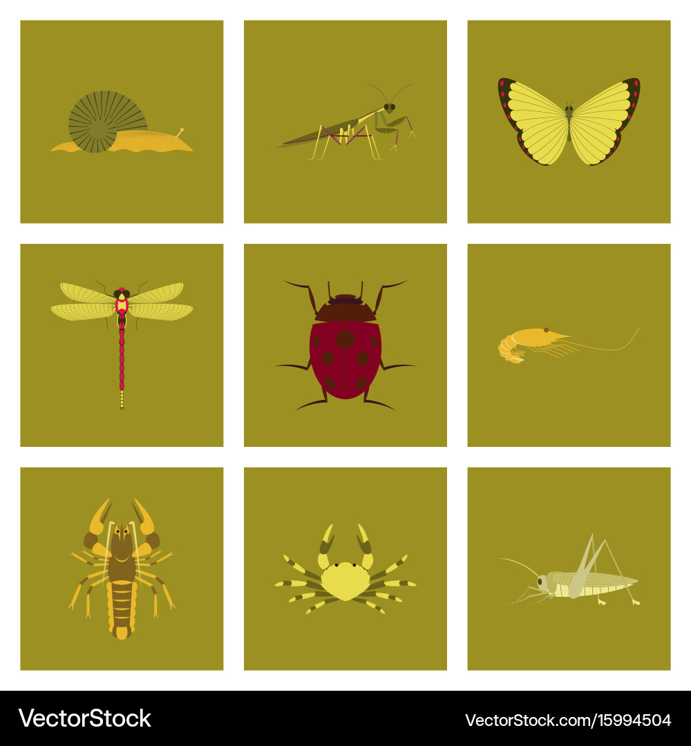 Assembly flat bug snail butterfly vector image